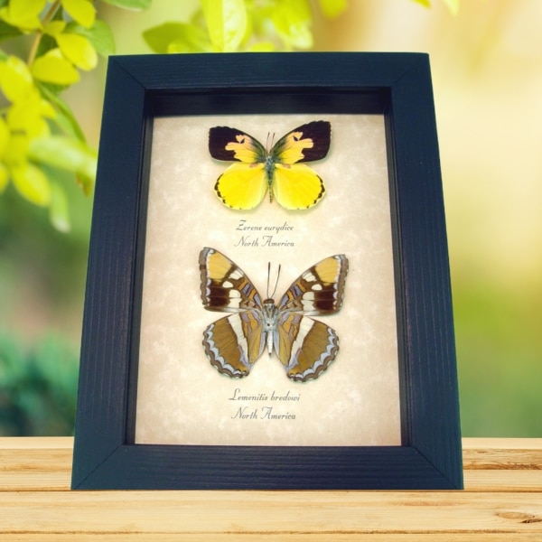 California Butterfly Collection California Sister Dogface Real Framed Butterflies