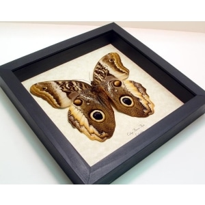Caligo atreus ajax Verso Giant Framed Butterfly Taxidermy Display
