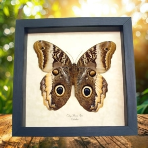 Giant Owl Mimic Butterfly Caligo atreus ajax Verso Framed Taxidermy Display