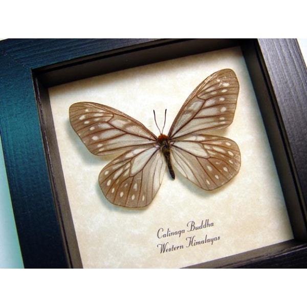 Calinaga buddha Orange-breasted Freak Himalayas Butterfly