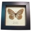 Calinaga buddha Himalayas Butterfly Framed Taxidermy Display