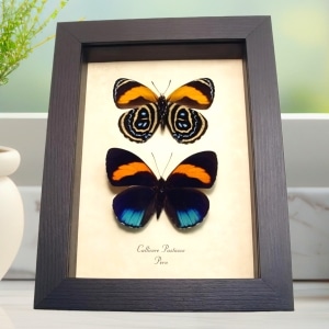 Framed Blue Orange Butterflies Callicore pastazza set Taxidermy Display