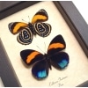 Callicore pastazza set Framed Butterflies Taxidermy Display
