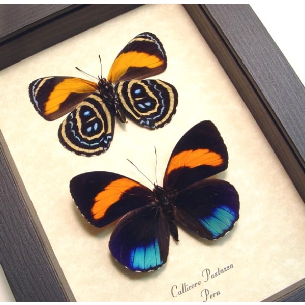 Callicore pastazza set Framed Butterflies Taxidermy Display