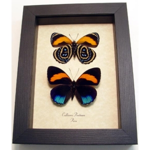 Callicore pastazza set Framed Butterflies Taxidermy Display