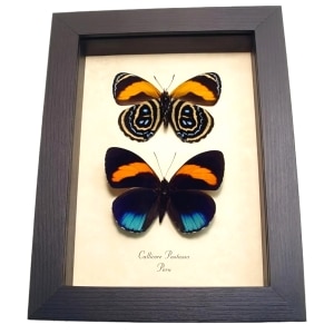 Framed Blue Orange Butterflies Callicore pastazza set Taxidermy Display