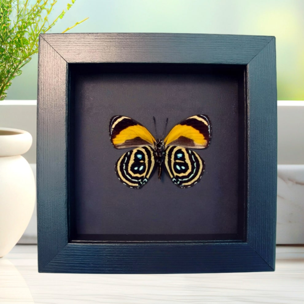 Framed Orange Butterfly Callicore pastazza Verso Taxidermy Moonlight Display