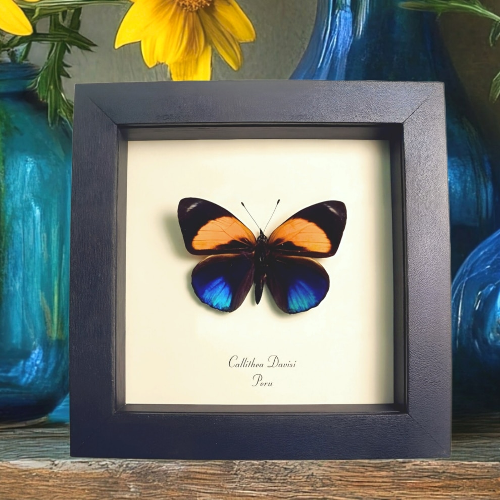 Framed Blue Orange Butterfly Callithea Asterope markii davisi Taxidermy Display
