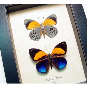 Callithea davisi Set Blue Orange Butterflies Framed Taxidermy Display