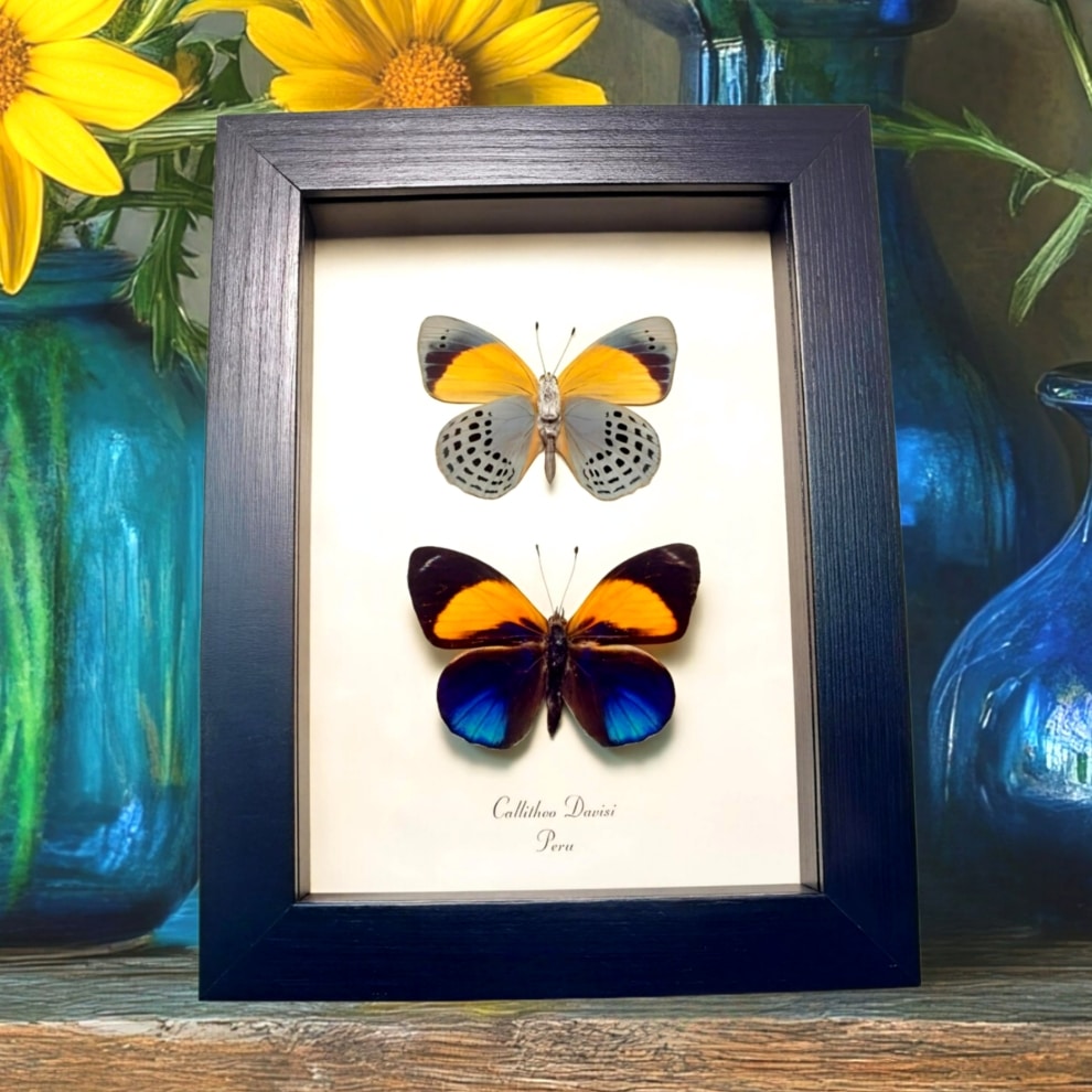Framed Blue Orange Butterflies Callithea davisi Set Taxidermy Display
