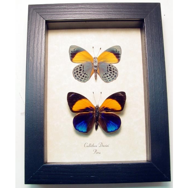 Callithea davisi Set Blue Orange Butterflies Framed Taxidermy Display