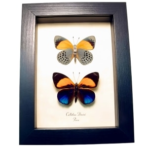 Framed Blue Orange Butterflies Callithea davisi Set Taxidermy Display