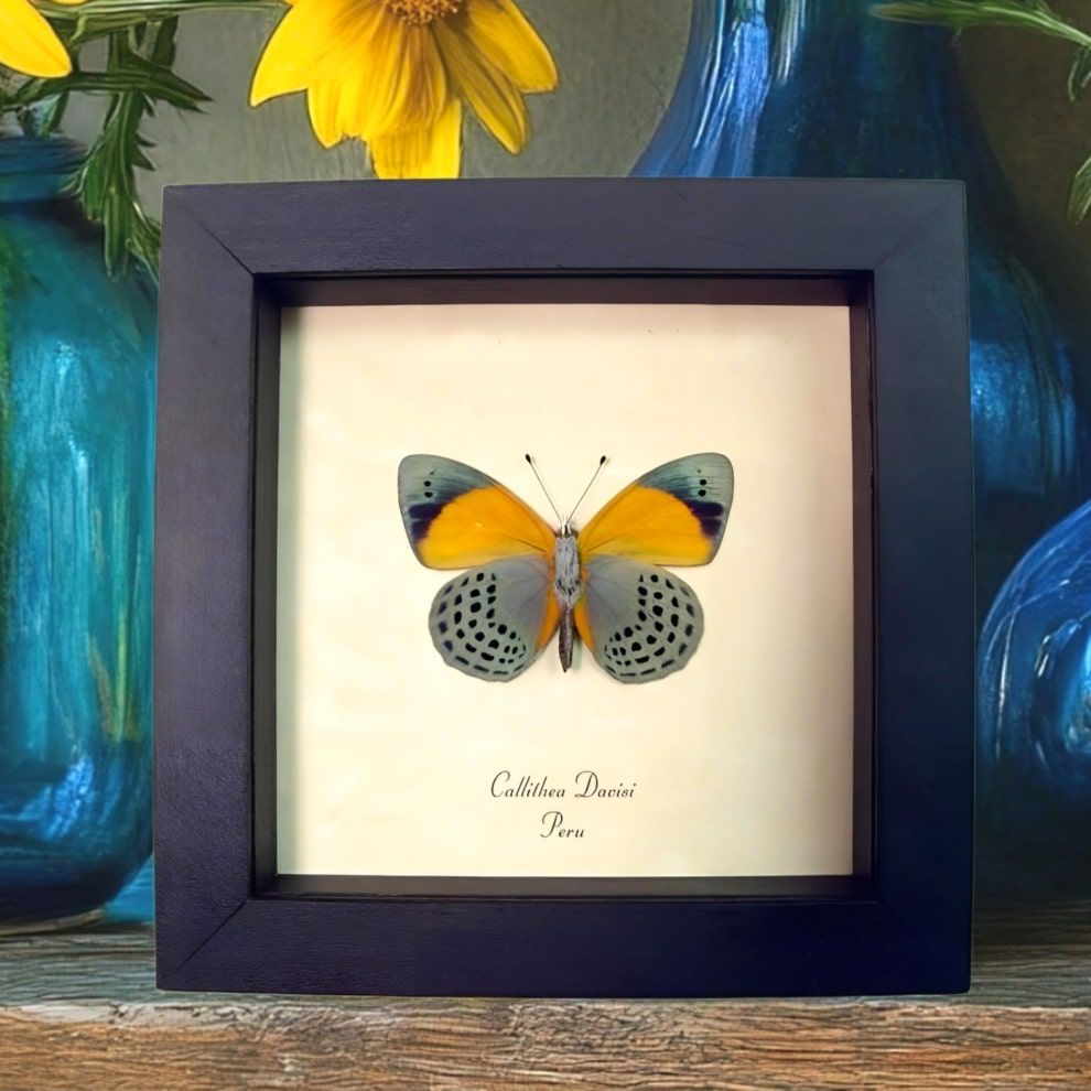 Framed Blue Orange Butterfly Callithea Asterope markii davisi verso Taxidermy Display Framed Blue Orange Butterfly Callithea Asterope markii davisi verso Taxidermy Display