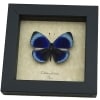 Charles Darwin Butterfly Callithea philotima Asterope leprieuri Framed Taxidermy
