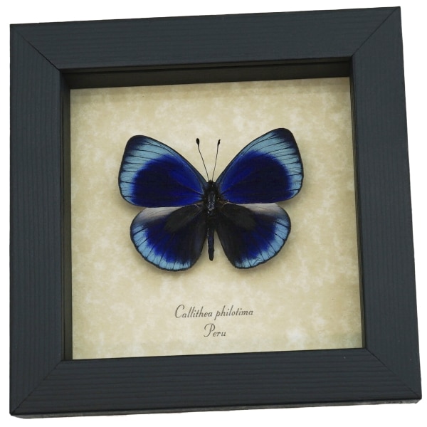 Charles Darwin Butterfly Callithea philotima Asterope leprieuri Framed Taxidermy