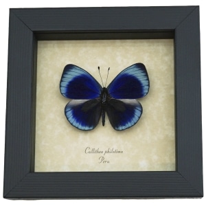 Charles Darwin Butterfly Callithea philotima Asterope leprieuri Framed Taxidermy
