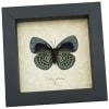 Charles Darwin Butterfly Callithea philotima verso Asterope leprieuri Framed Taxidermy