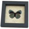 Charles Darwin Butterfly Callithea philotima verso Asterope leprieuri Framed Taxidermy