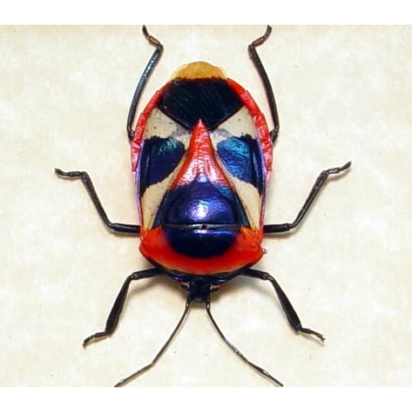 Catacanthus nigripes Man Face Beetle - Butterfly Designs USA