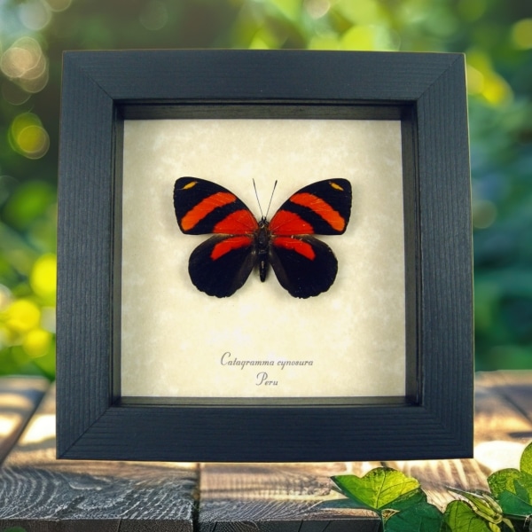 Real Framed Red Butterfly Catagramma cynosura Taxidermy Display