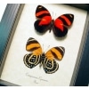 Catagramma cynosura Butterfly Set Blood Red Framed Butterflies