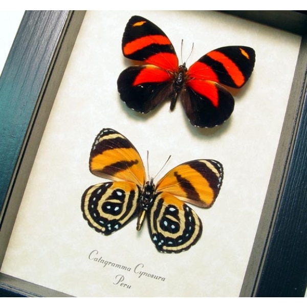 Catagramma cynosura Butterfly Set Blood Red Framed Butterflies