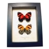 Blood Red Orange Butterflies Catagramma cynosura Framed Butterfly Set