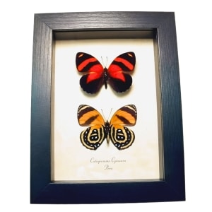 Blood Red Orange Butterflies Catagramma cynosura Framed Butterfly Set