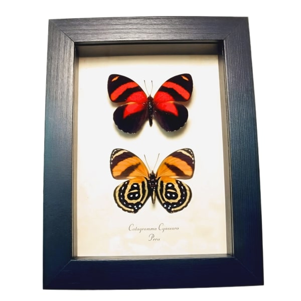 Blood Red Orange Butterflies Catagramma cynosura Framed Butterfly Set