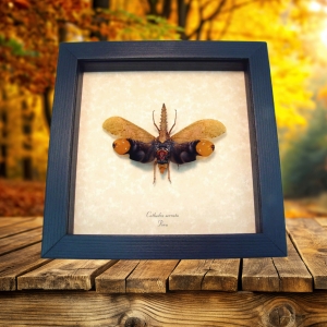 Framed Lanternfly Cathedra serrata Insect Taxidermy Display