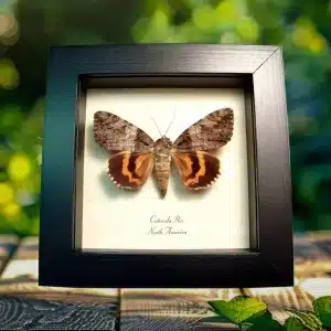 Beloved Underwing Moth Catocala ilia Framed Taxidermy Display