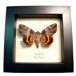 Beloved Underwing Moth Catocala ilia Framed Taxidermy Display