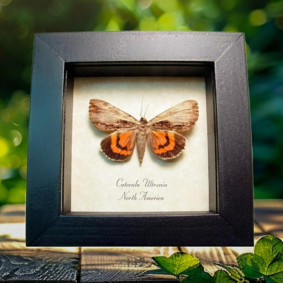 Framed Red Underwing Moth Catocala ultronia Taxidermy Display