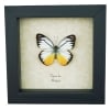 Yellow Patch Butterfly Cepora lea Framed Taxidermy Display