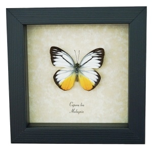 Yellow Patch Butterfly Cepora lea Framed Taxidermy Display