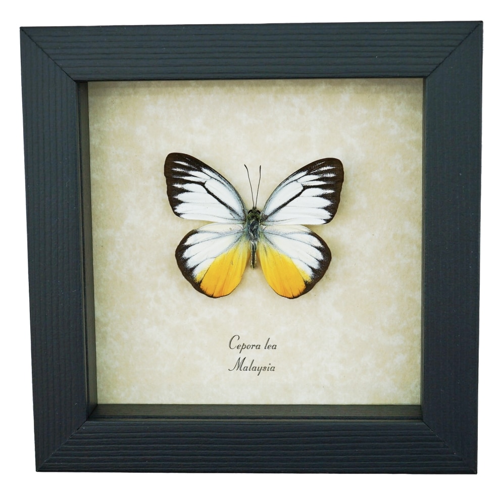 Yellow Patch Butterfly Cepora lea Framed Taxidermy Display