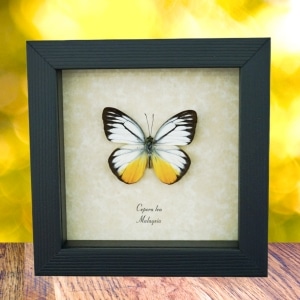 Yellow Patch Butterfly Cepora lea Framed Taxidermy Display