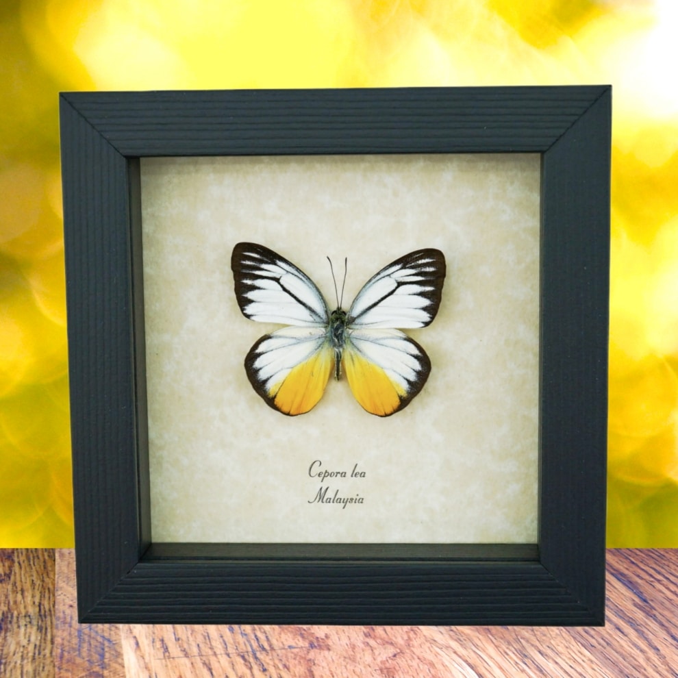 Yellow Patch Butterfly Cepora lea Framed Taxidermy Display