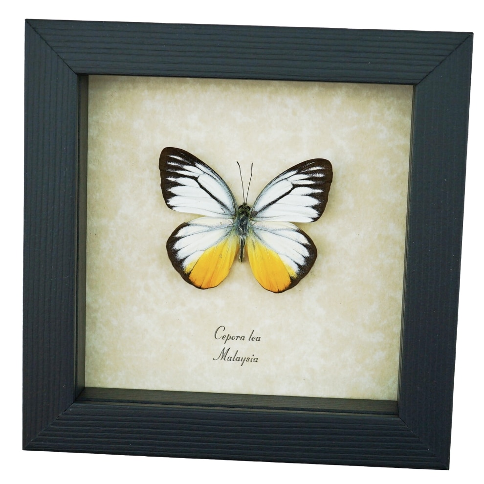 Yellow Patch Butterfly Cepora lea Framed Taxidermy Display