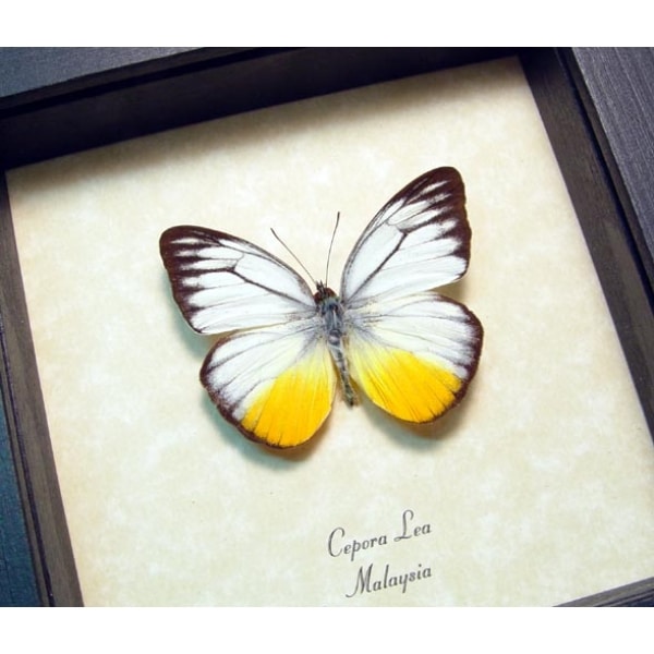 Cepora lea Yellow Patch Butterfly Framed Taxidermy Display