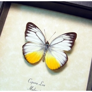 Cepora lea Yellow Patch Butterfly Framed Taxidermy Display