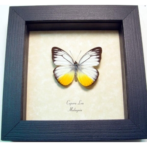 Cepora lea Yellow Patch Butterfly Framed Taxidermy Display
