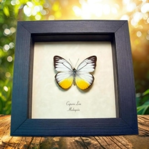 Yellow Patch Butterfly Cepora lea Framed Taxidermy Display