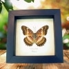 Red Lacewing Butterfly Cethosia biblis verso Framed Taxidermy Display