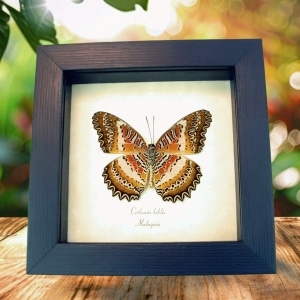 Red Lacewing Butterfly Cethosia biblis verso Framed Taxidermy Display