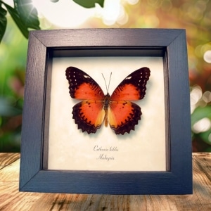 Red Lacewing Butterfly Cethosia biblis Framed Taxidermy Display