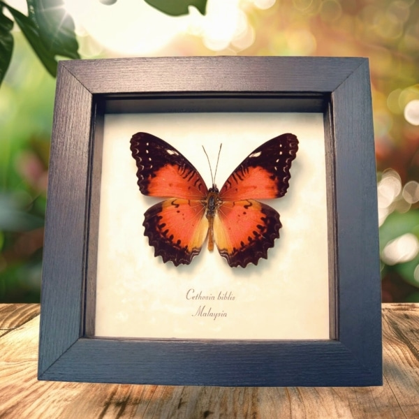 Red Lacewing Butterfly Cethosia biblis Framed Taxidermy Display
