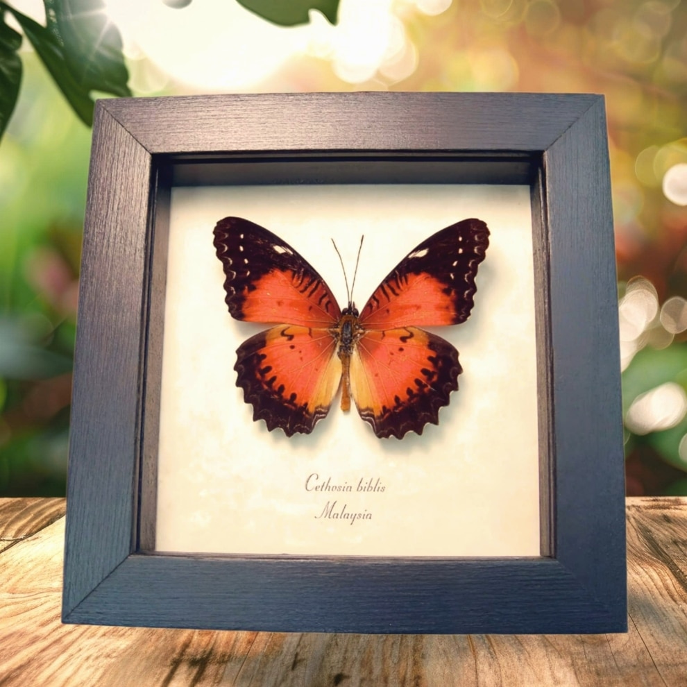 Red Lacewing Butterfly Cethosia biblis Framed Taxidermy Display