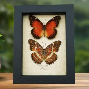 Cethosia biblis Pair Red Lacewing Butterflies Framed Butterfly Taxidermy Display