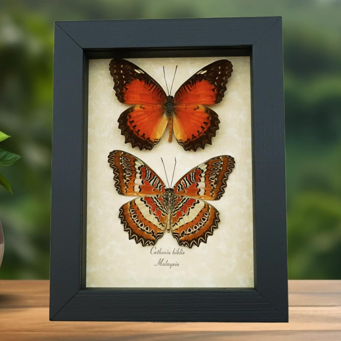Cethosia biblis Pair Red Lacewing Butterflies- Framed Butterfly